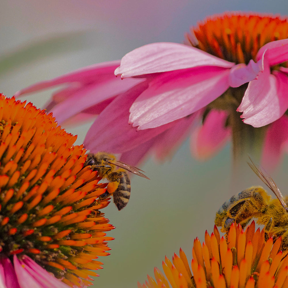 Ask Dr. Frame: Why does a rotational approach better support gut health?