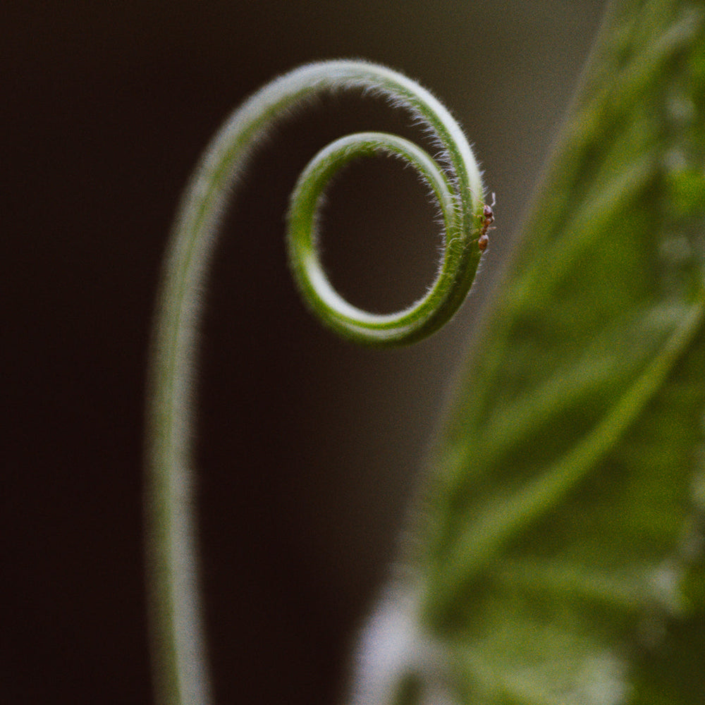 Science Class: On Engraftment