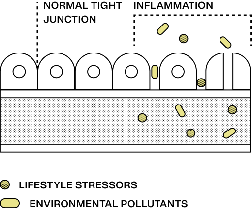 Gut diversity is linked to a stronger gut lining and better barrier function.