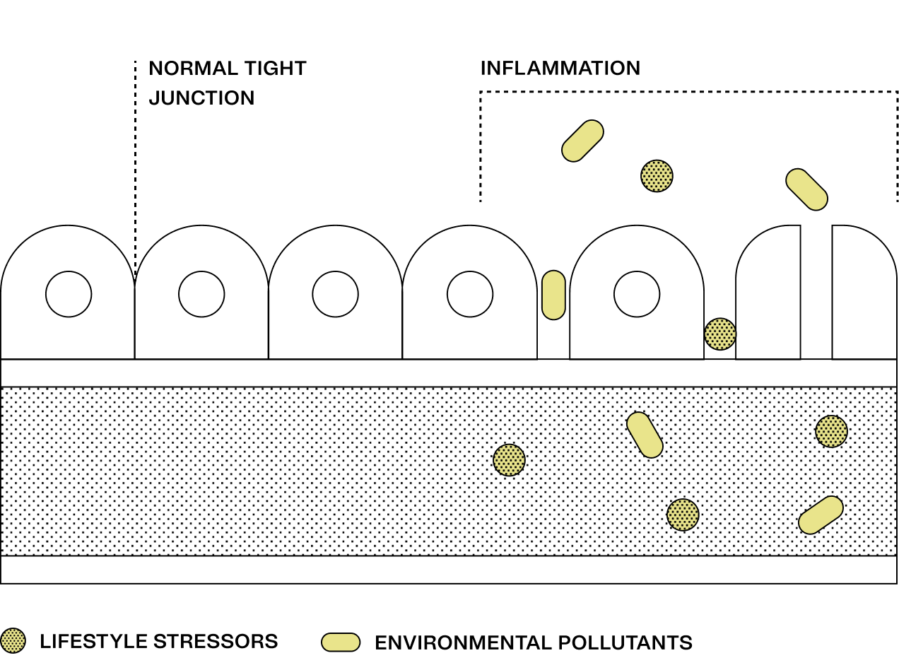 Gut diversity is linked to a stronger gut lining and better barrier function.